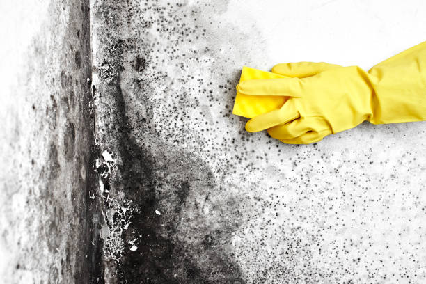 Best Emergency Mold Removal  in Independence, WI