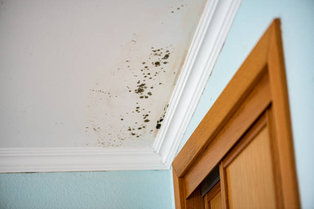 Best Mold Removal Specialists  in Independence, WI