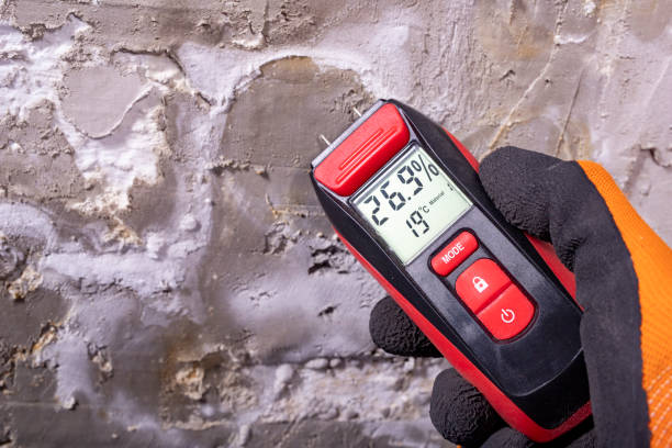 Best Fast Mold Removal  in Independence, WI