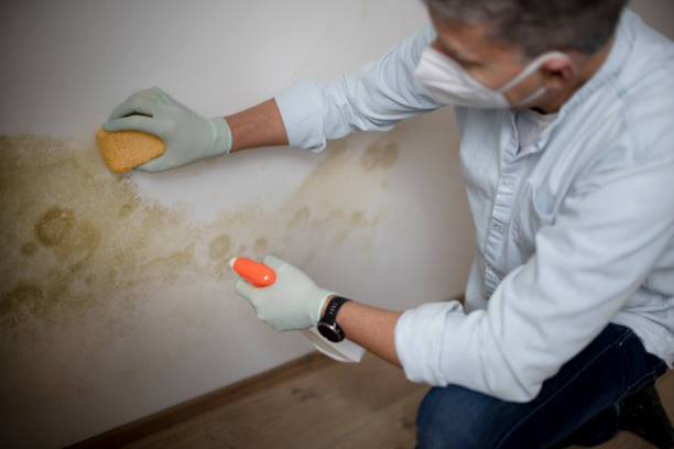 Professional Mold Removal in Independence, WI