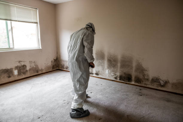Best Local Mold Removal Service  in Independence, WI