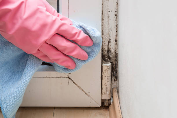 Best Mold Testing  in Independence, WI